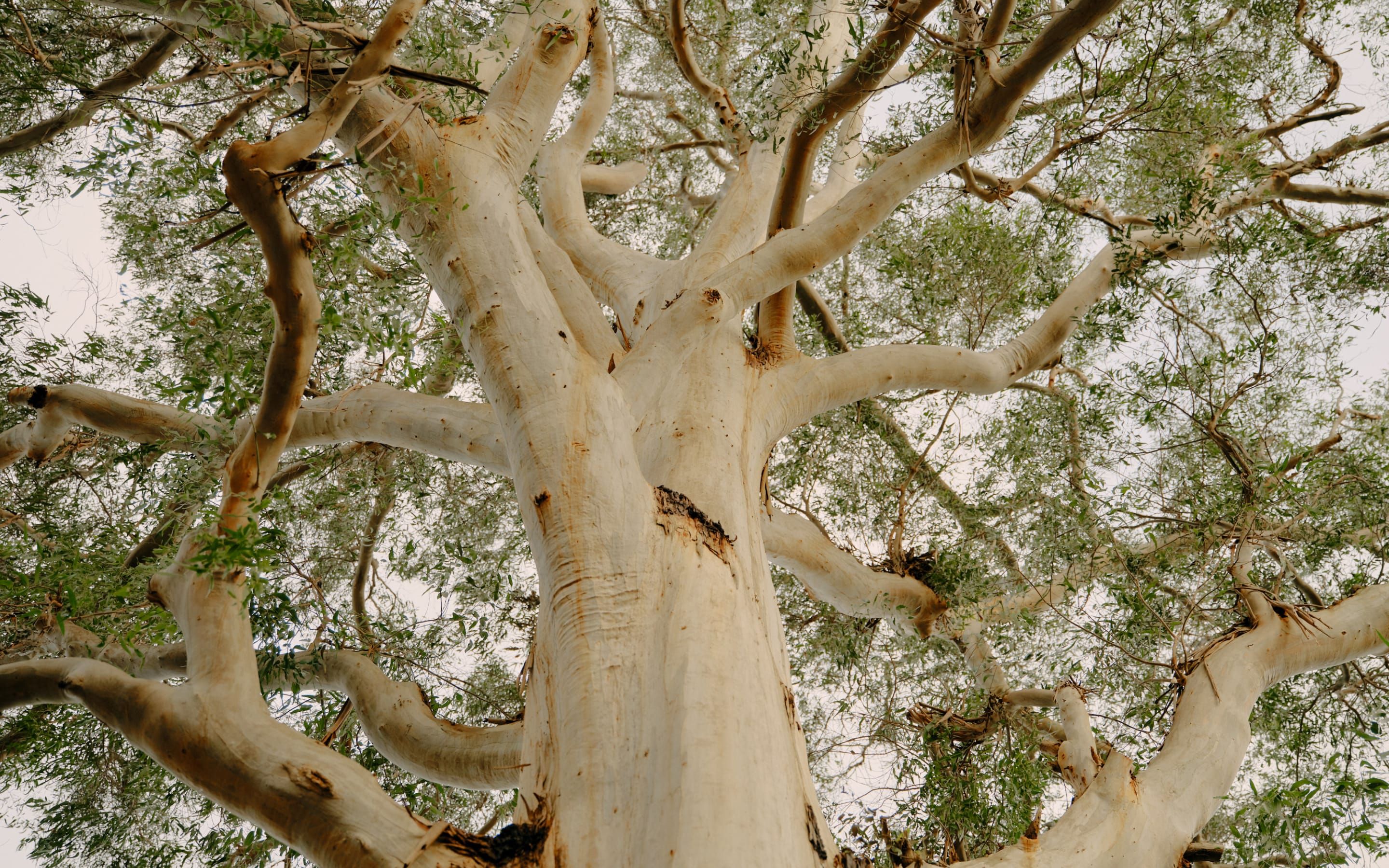 The Cambium offers a unique immersion experience amid the backdrop of our towering Manna Gums. This Cambium tree is the centrepiece of the property from where our philosophy flows. 